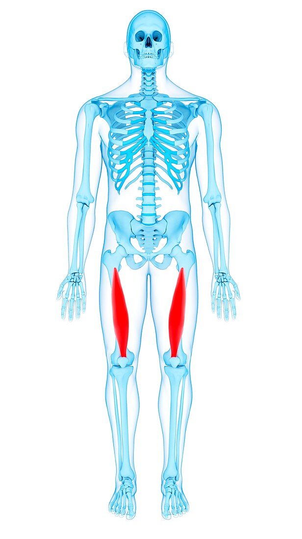 Thigh muscles, illustration