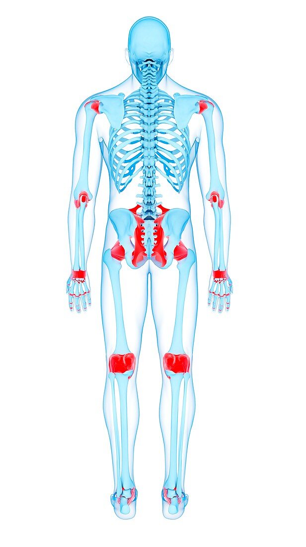 Human ligaments, illustration