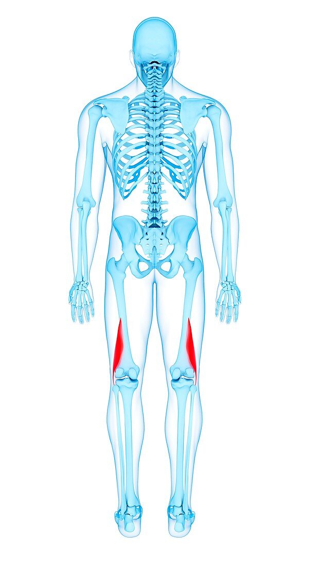 Thigh muscles, illustration