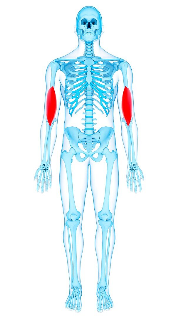 Arm muscles, illustration