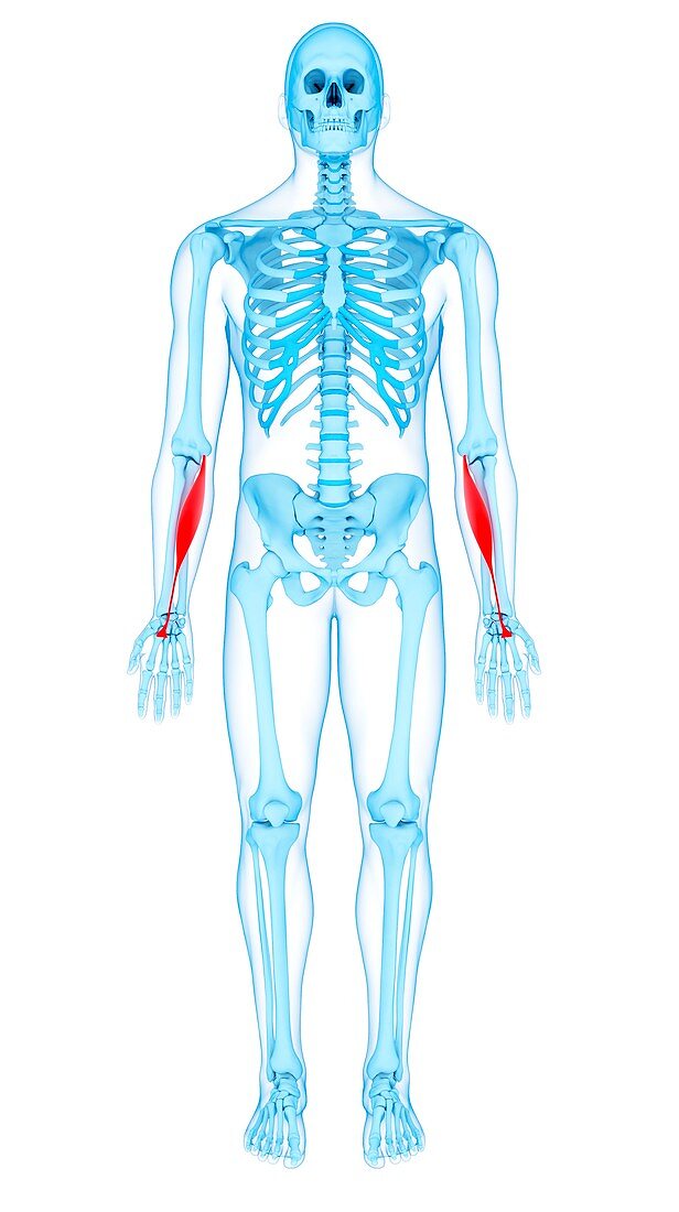 Arm muscles, illustration