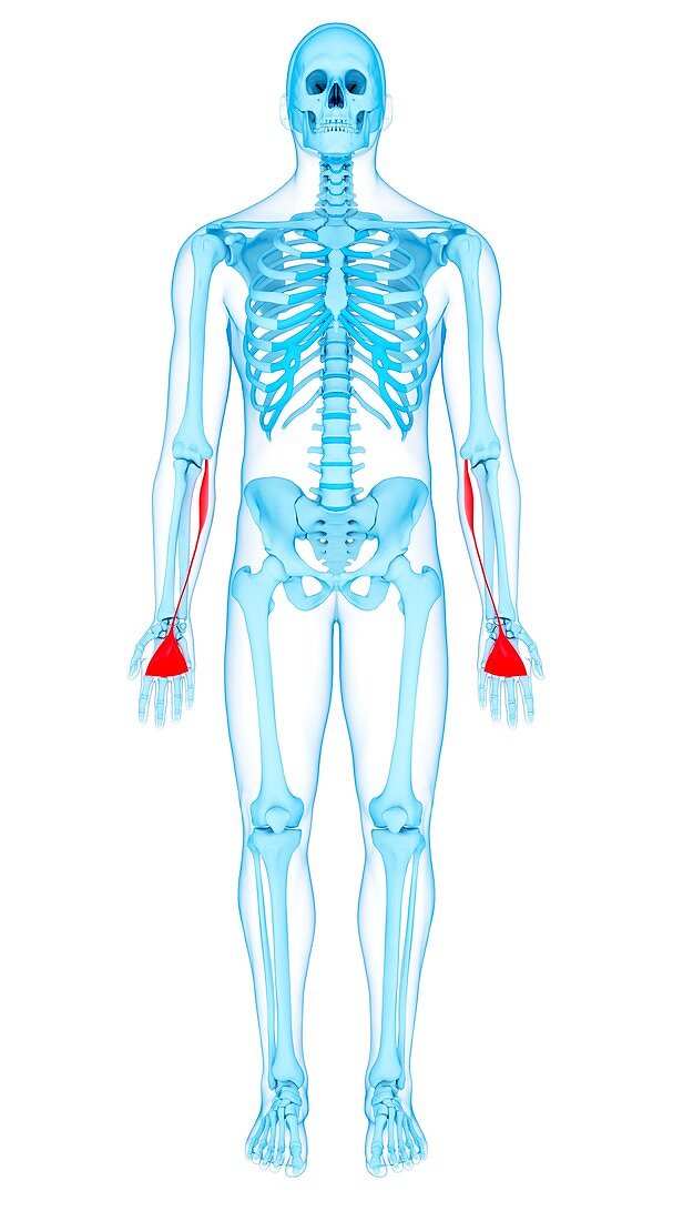 Arm muscles, illustration