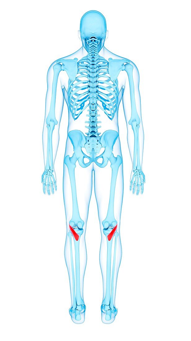 Leg muscles, illustration