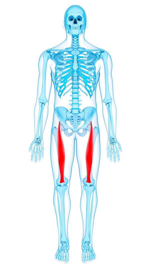 Thigh muscles, illustration