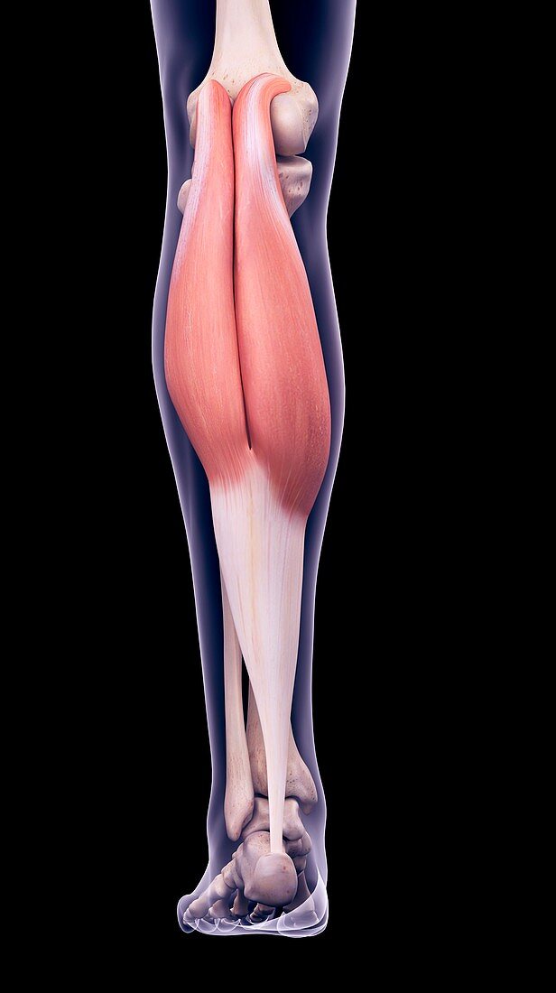 Leg muscle, illustration