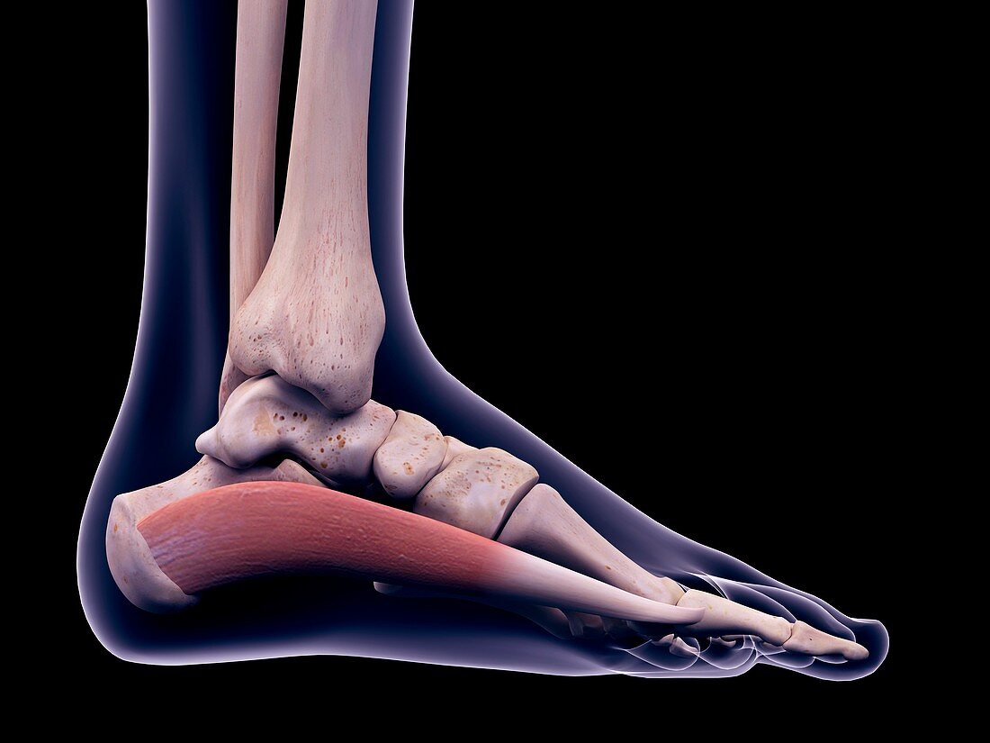 Foot muscle, illustration