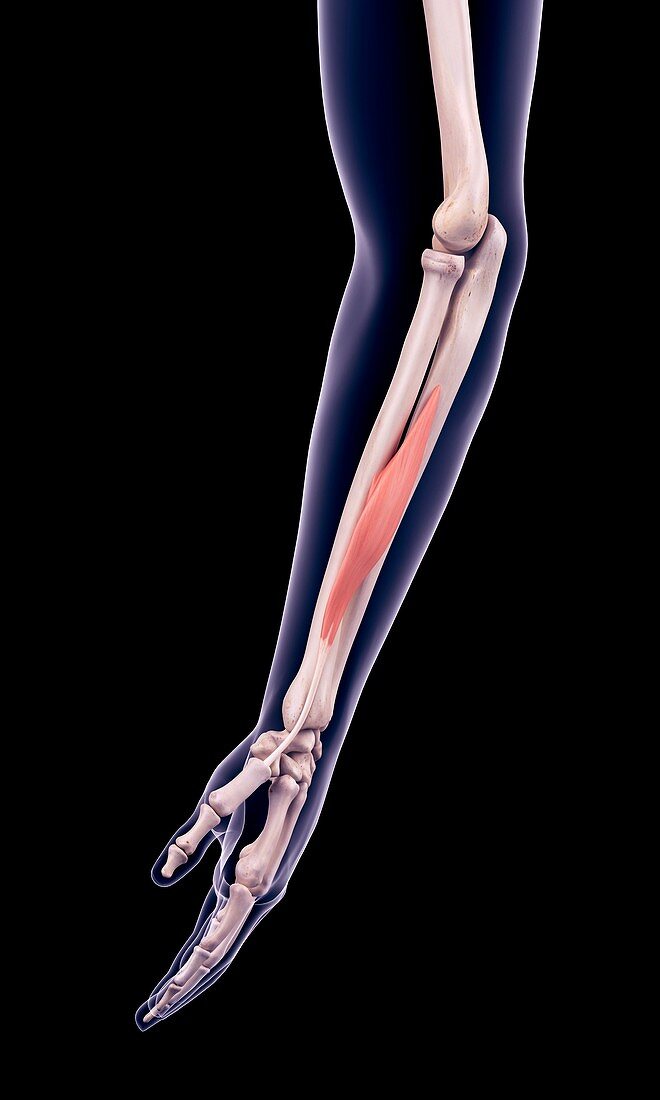 Arm muscle, illustration