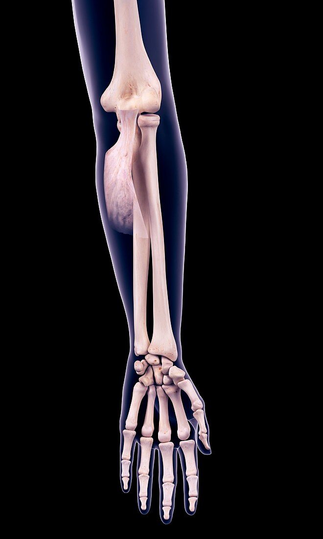 Arm muscle, illustration