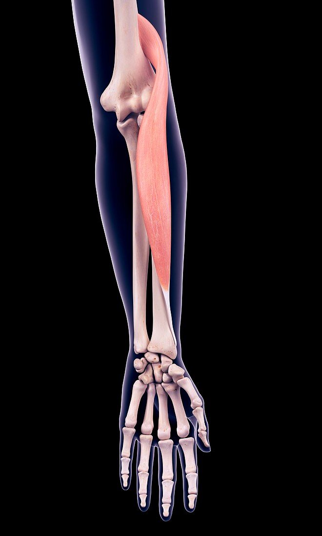 Arm muscle, illustration