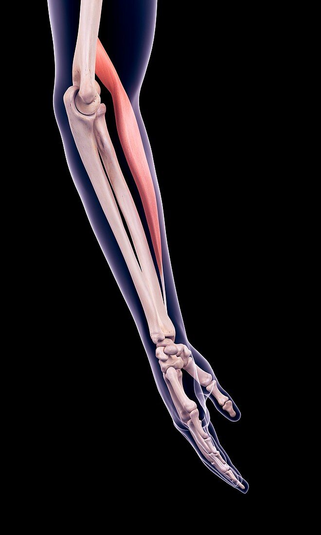 Arm muscle, illustration