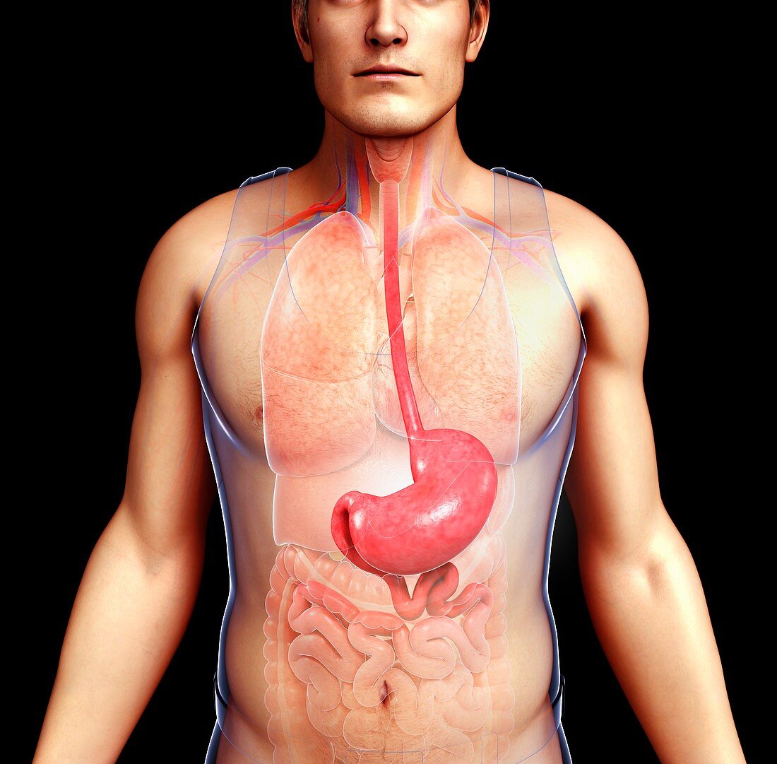 Male oesophagus and stomach, illustration