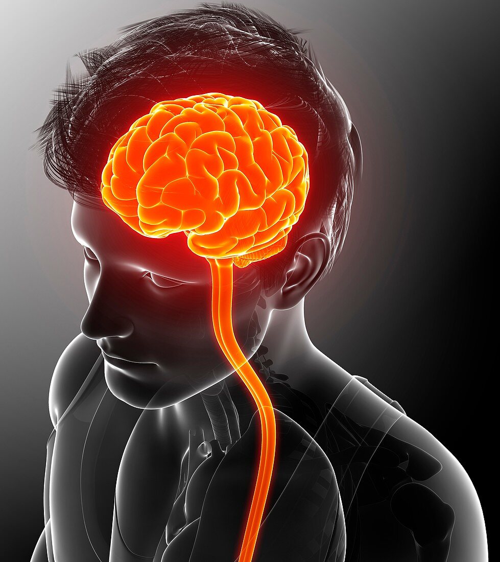 Male brain and spinal cord, illustration