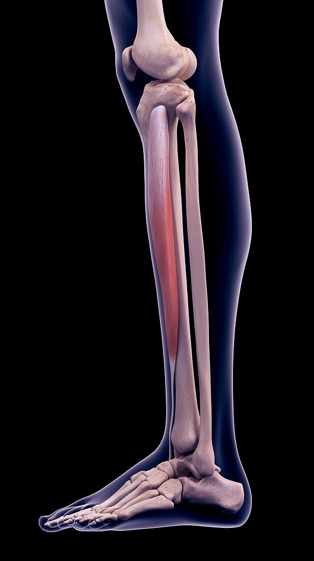 Leg muscle, illustration