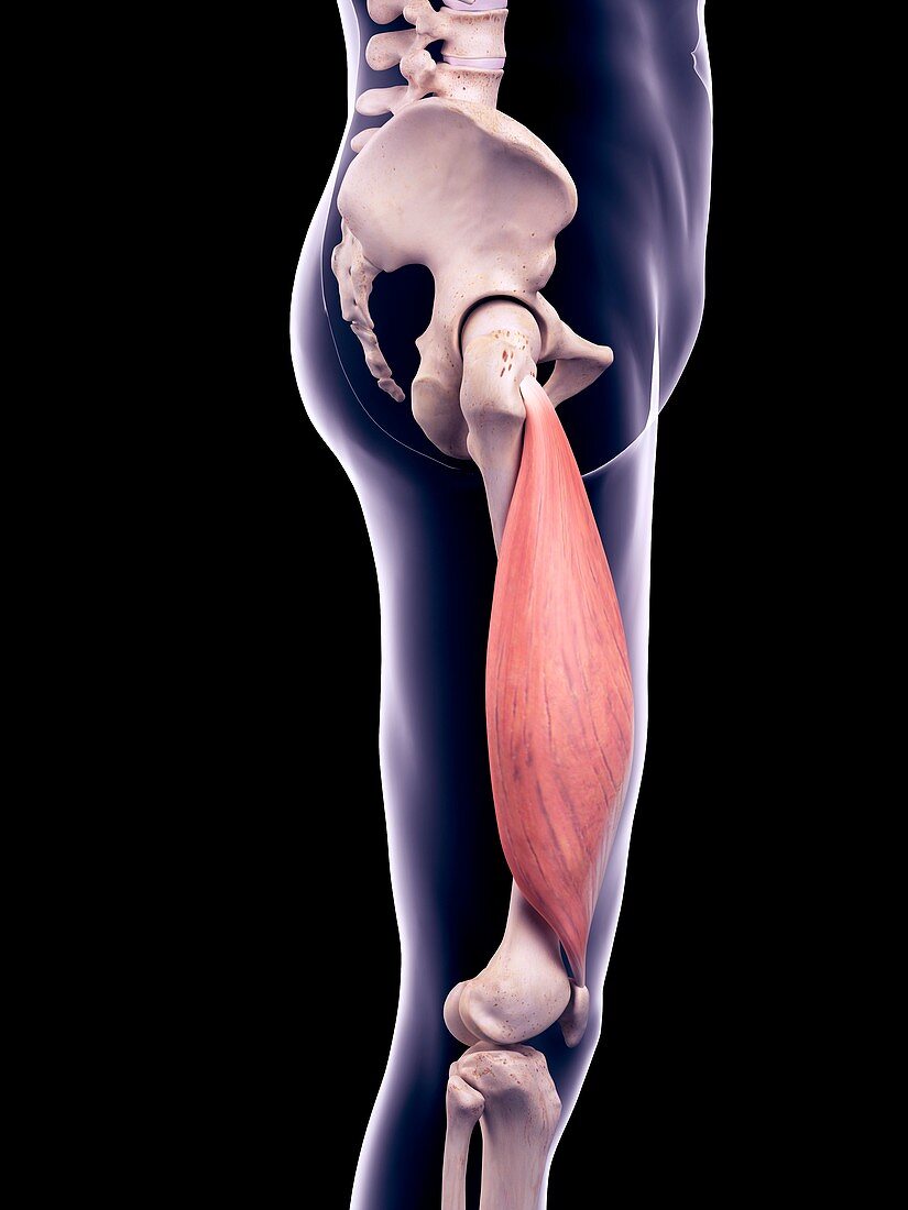 Thigh muscle, illustration