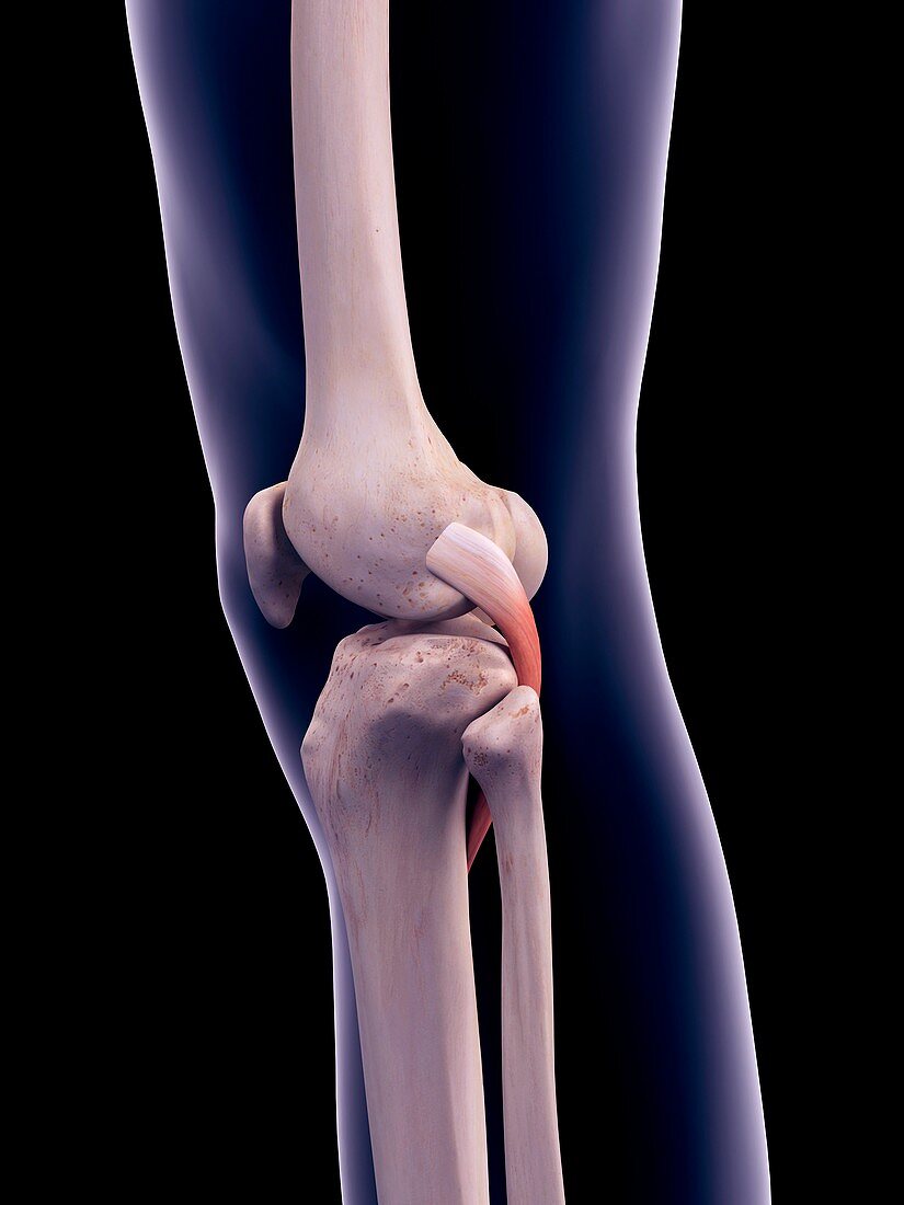 Knee muscle, illustration