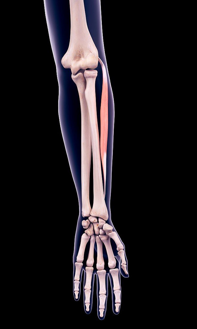 Arm muscle, illustration