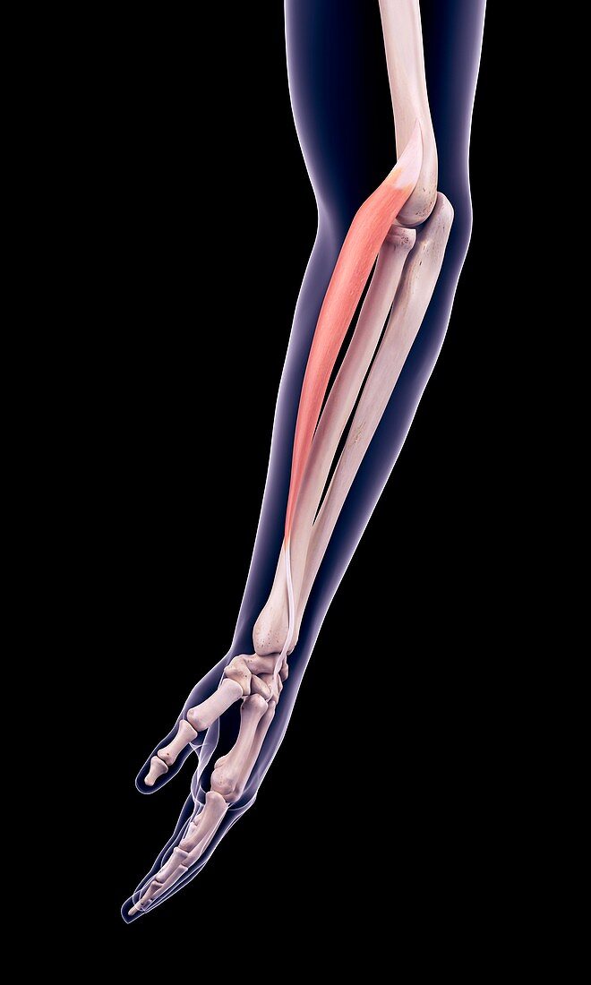 Arm muscle, illustration