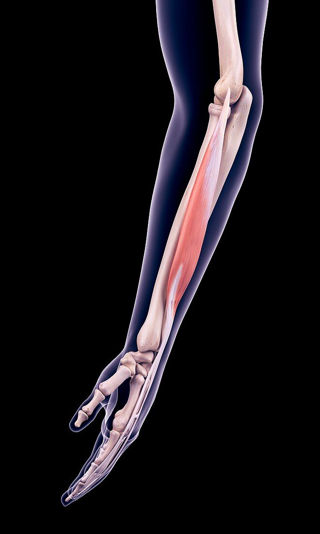 Arm muscle, illustration