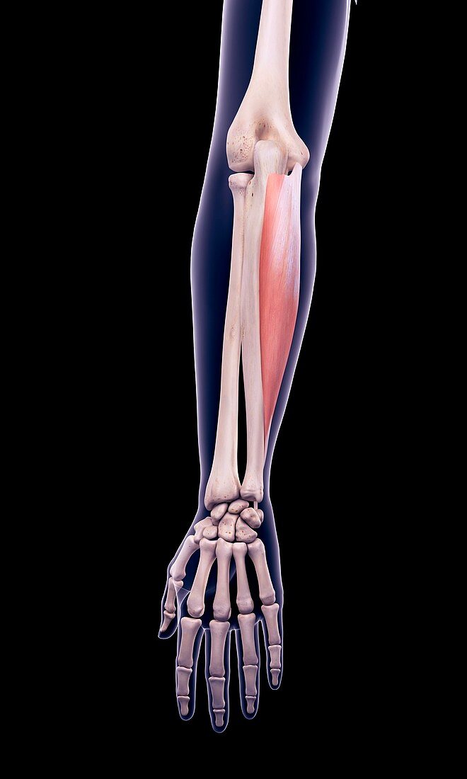 Arm muscle, illustration