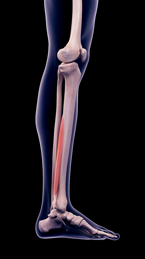 Leg muscle, illustration