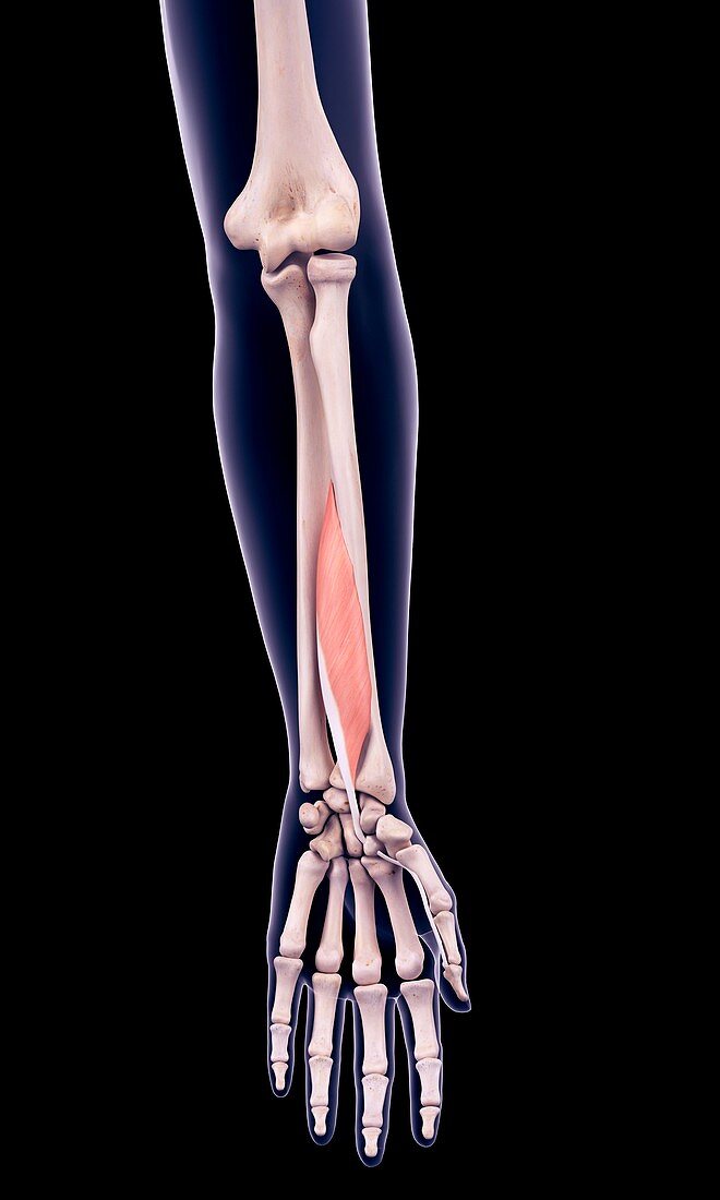 Arm muscle, illustration