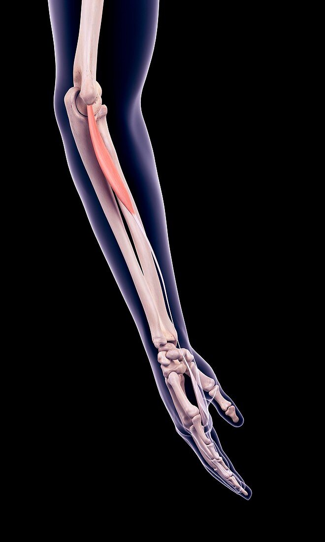 Arm muscle, illustration