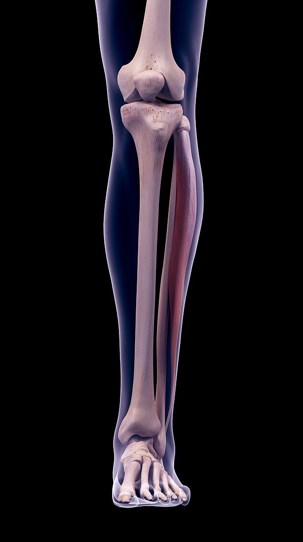 Leg muscle, illustration