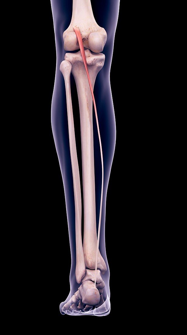 Leg muscle, illustration