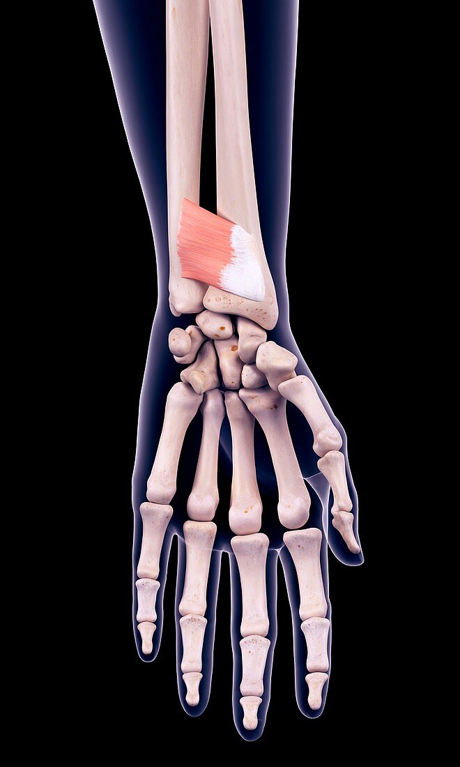 Arm muscle, illustration