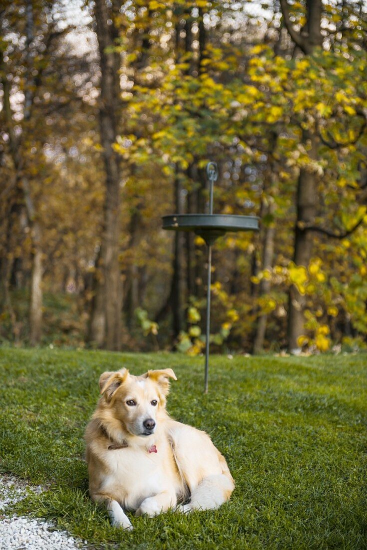 Dog on garden lawn