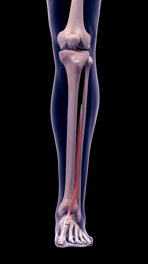 Leg muscle, illustration