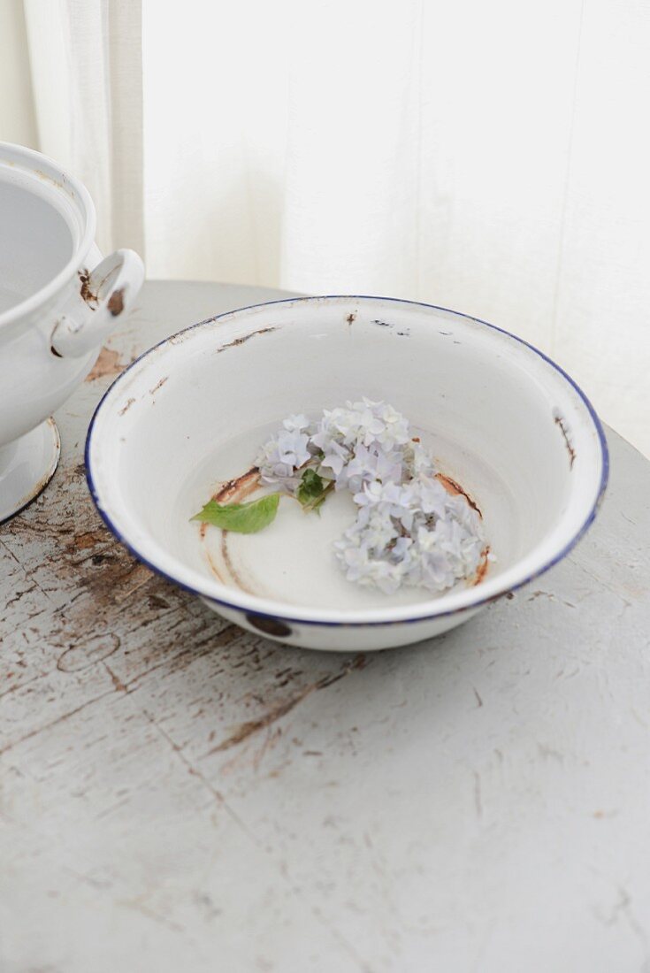 Pale blue hydrangea florets in old enamel bowl with rusty spots