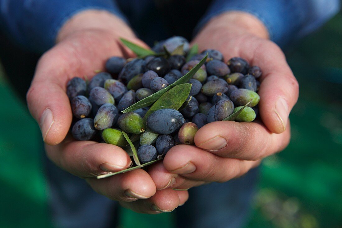 Hands holding fresh olives