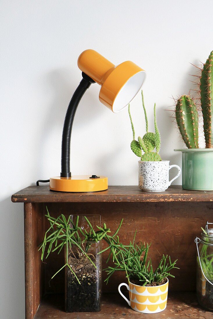 Various succulents and table lamp on shelved