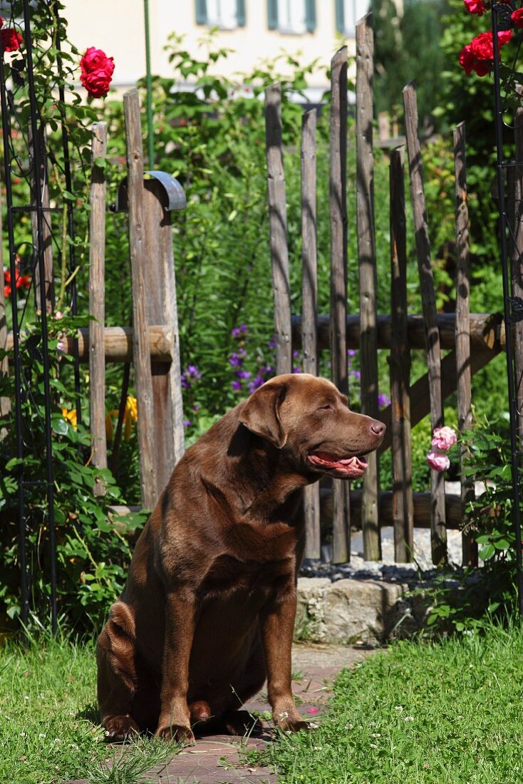 Hund sitzt auf dem Weg vor dem Gartentor zum Bauerngarten