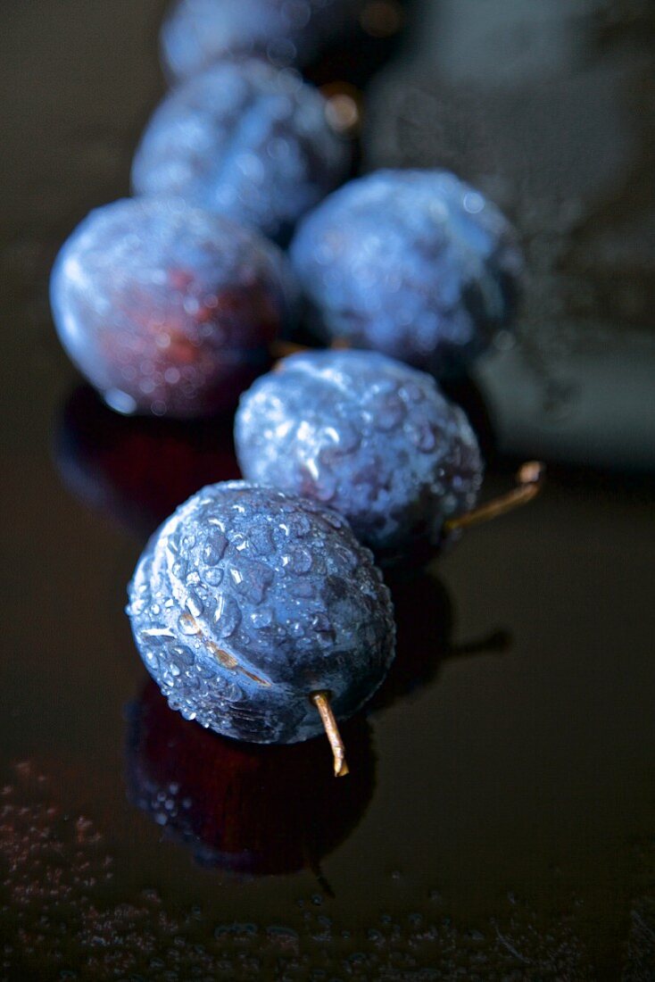 Garden plum, on a red cabbage leaf with water droplets