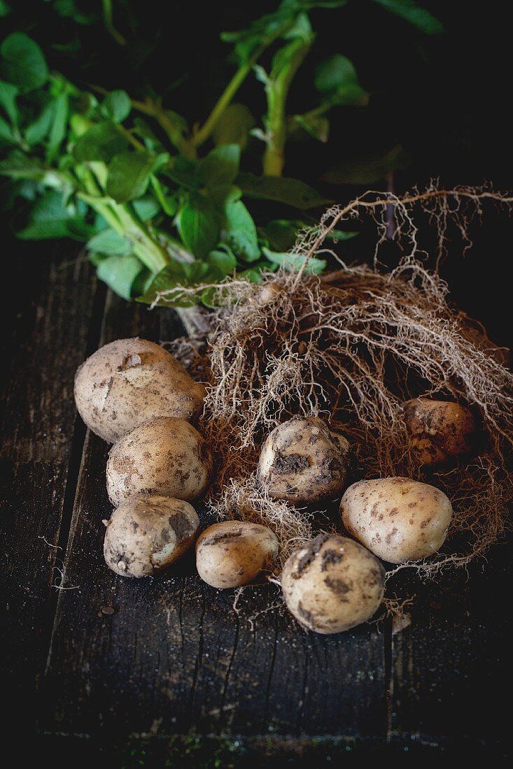 Kartoffelpflanze mit Wurzeln und Kartoffeln mit Erde auf schwarzem Holztisch