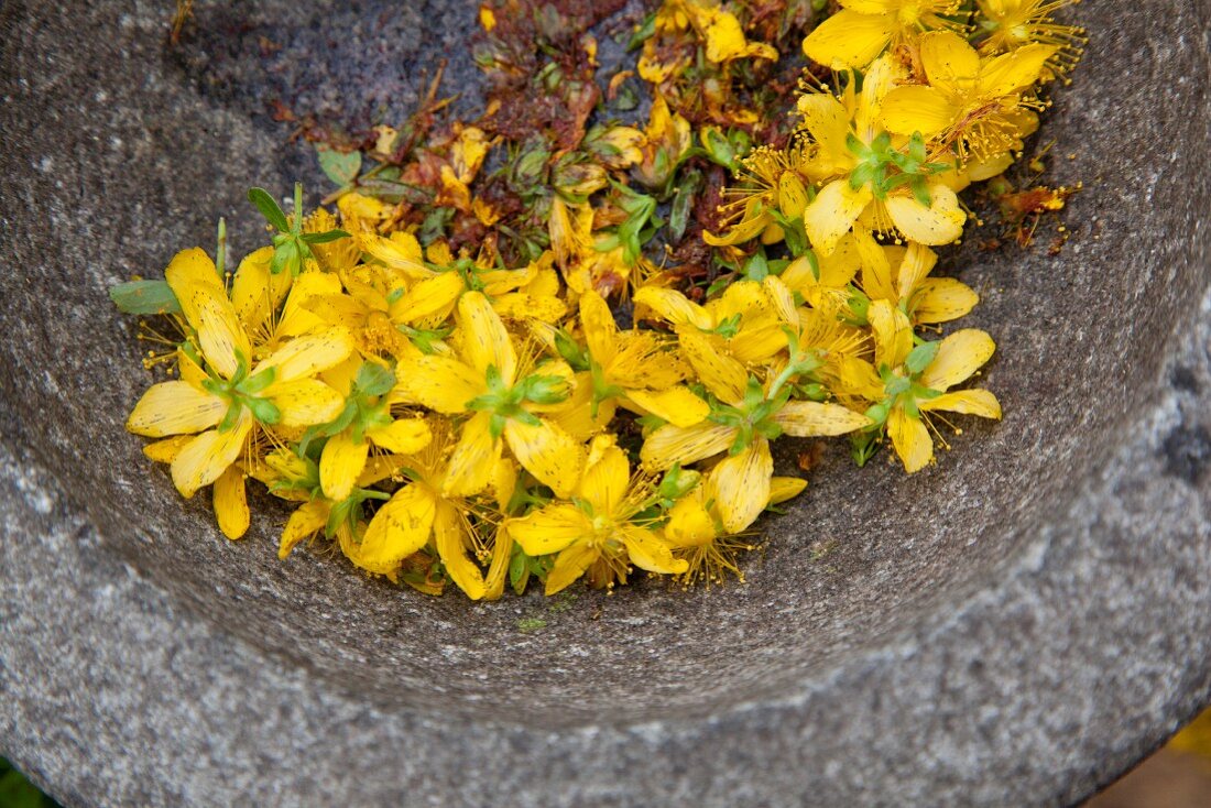 Frische Johanniskrautblüten im Mörser