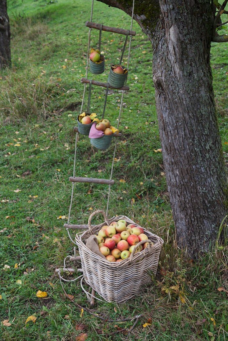 Picking apples in garden