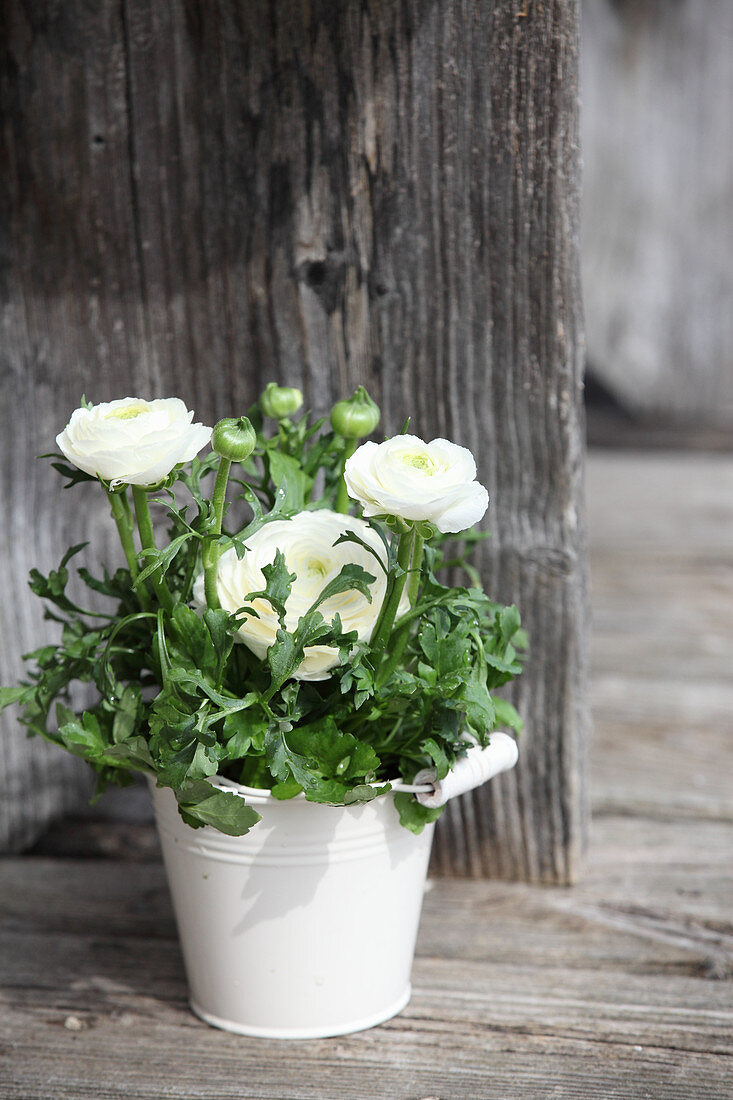 Potted white ranunculus