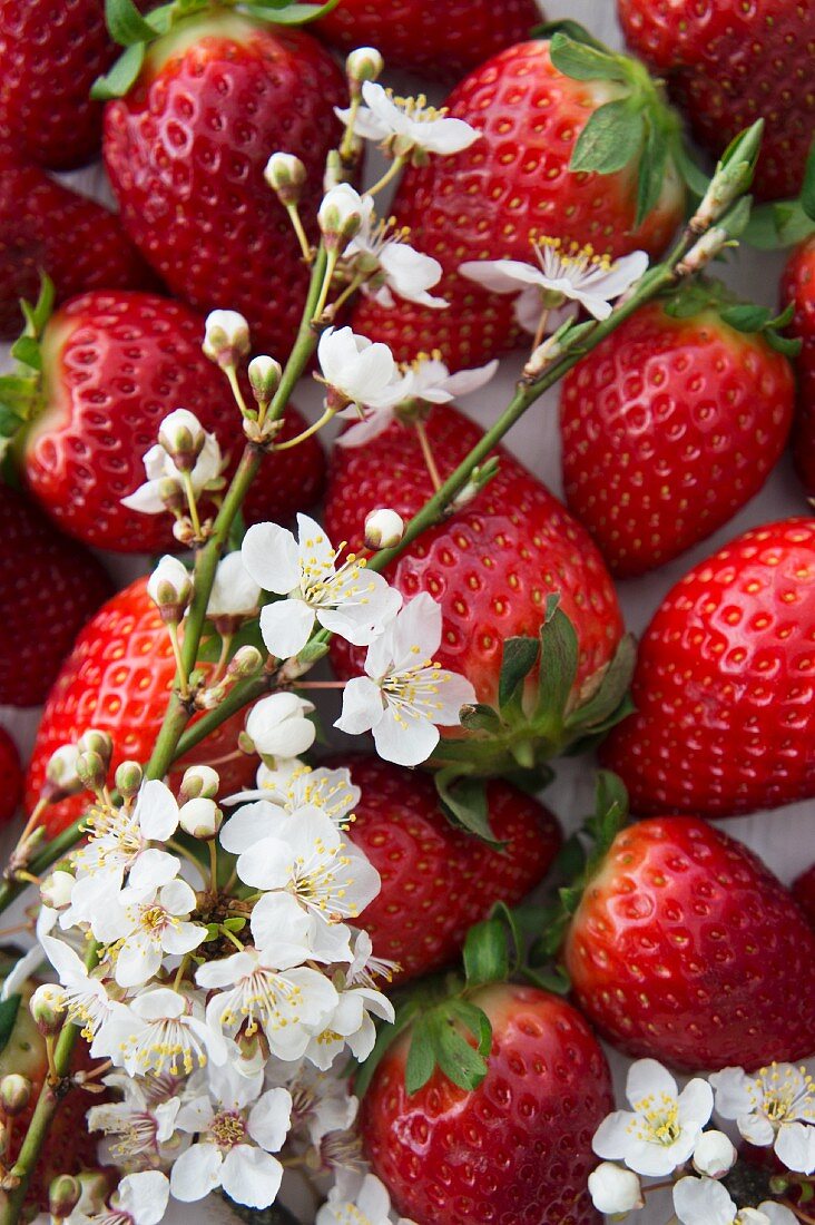 Erdbeeren und Schlehenblüten