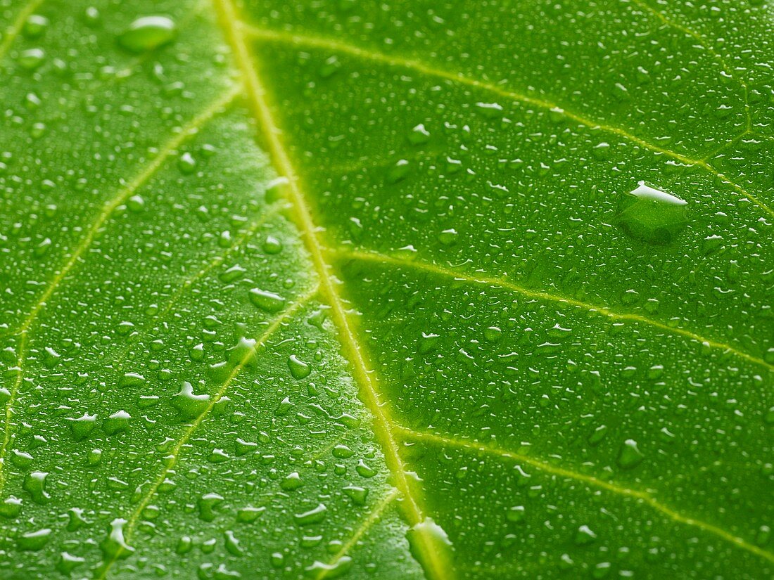 Water lily leaf with water droplets