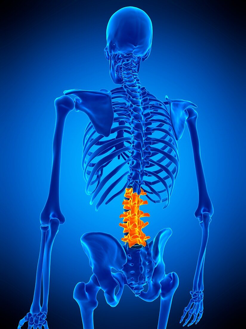 Lumbar spine, illustration