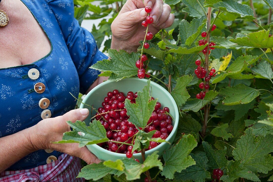 A country woman picking redcurrants from a bush