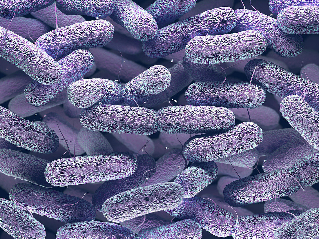 Enterobacteriaceae bacteria