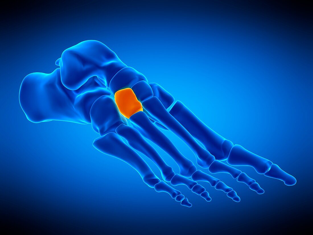 Foot bone, illustration