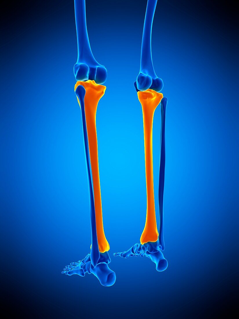 Shin bone , illustration