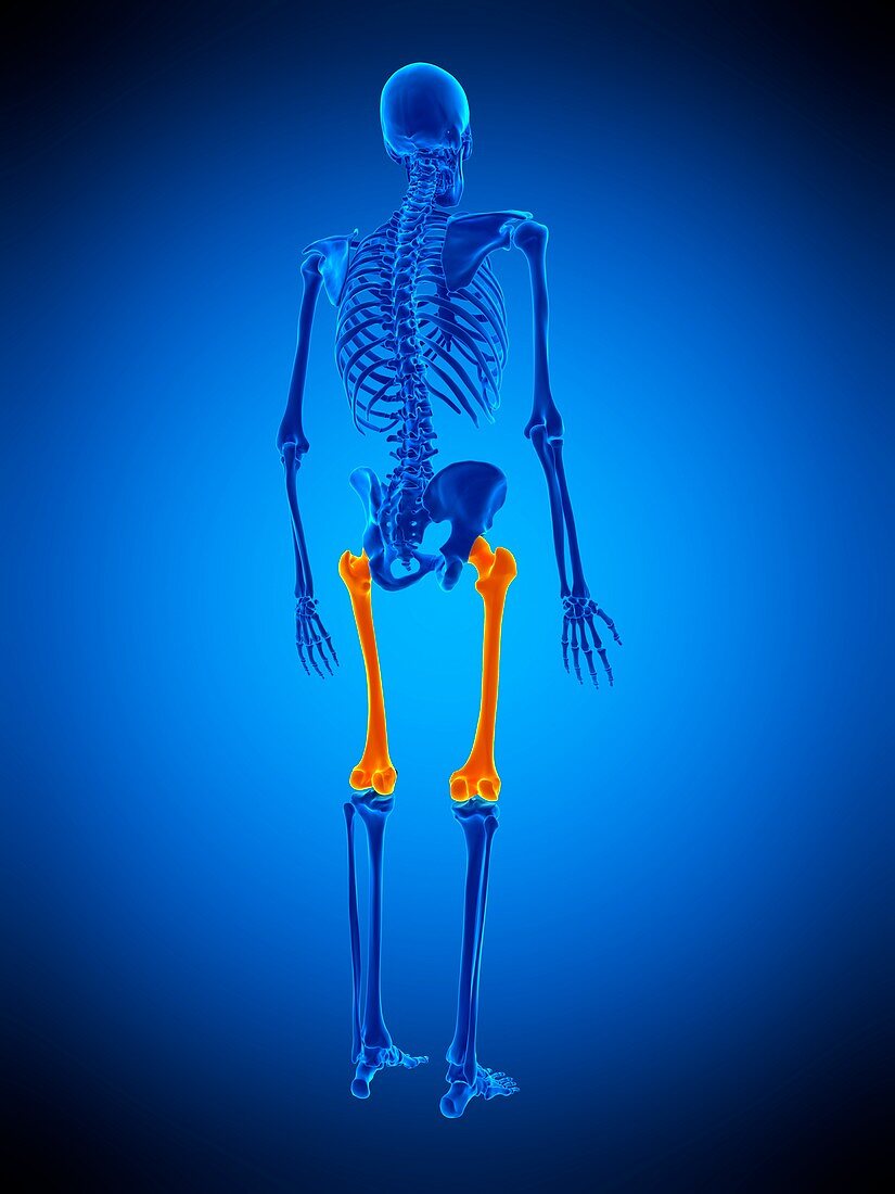 Thigh bones, illustration