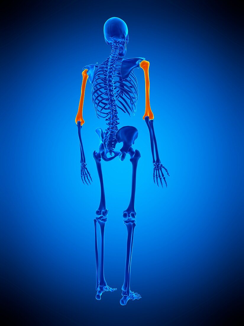 Humerus bones, illustration