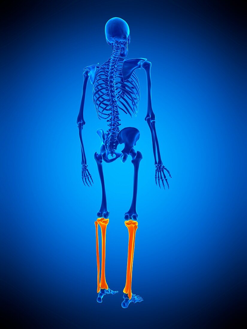 Lower leg bones, illustration